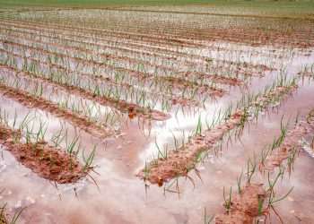 Ministério da Agricultura institui Programa Emergencial de Reconstrução do agro do RS