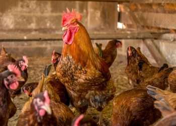 Newcastle: Ministério da Agricultura inicia segunda fase de vigilância e controle