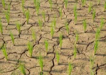 Estudo aponta impacto negativo de mudanças climáticas na agricultura