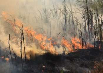 Prejuízo com incêndios em SP pode chegar a R$ 350 milhões para produtores de cana