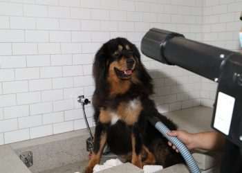 Petlove lança plataforma online que integra mais de 20 soluções para tutores e pets