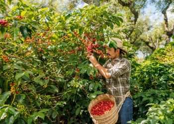 Agricultores franceses protestam contra acordo Mercosul-UE