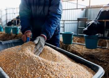 Ministro da Agricultura diz que acordo Mercosul e União Europeia é muito importante para agropecuária brasileira