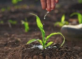 Brasil abriu 300 mercados para produtos agropecuários em menos de 2 anos