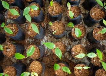 Mapfre e Reservas Votorantim lançam iniciativa de reflorestamento para compensar emissões de carbono