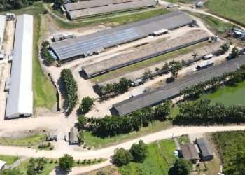 Com foco na agenda ESG, 70% das granjas da Seara já utilizam energia solar