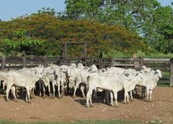 Nigéria, México e EUA abrem mercado para produtos agropecuários do Brasil