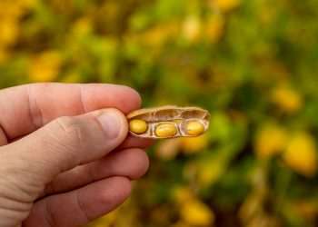 Associação de produtores de soja dos EUA avalia que guerra comercial com China favorece Brasil