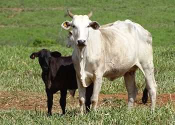 Brasil bate recorde de abate de bovinos, frangos e suínos em 2024
