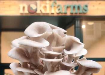 Noki Farms chama a atenção com produtos do campo em shopping center