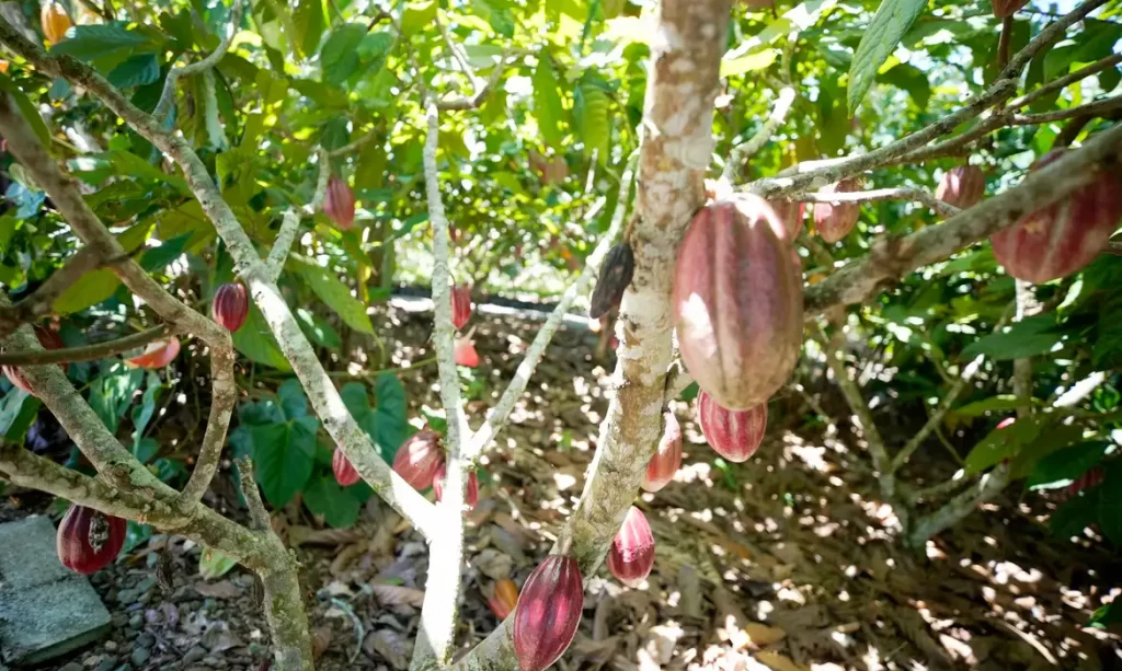 cacau