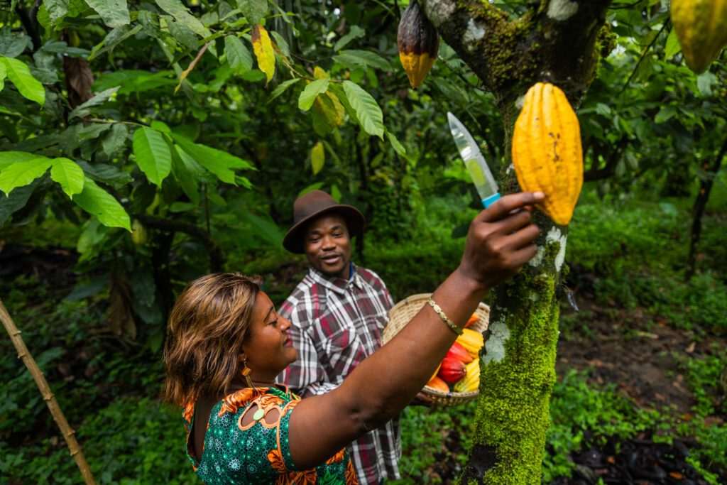 Do campo à crise: o efeito cascata das mudanças climáticas no mercado de cacau