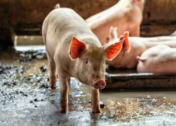 Chile reconhece PR como zona livre de febre aftosa sem vacinação e de peste suína clássica