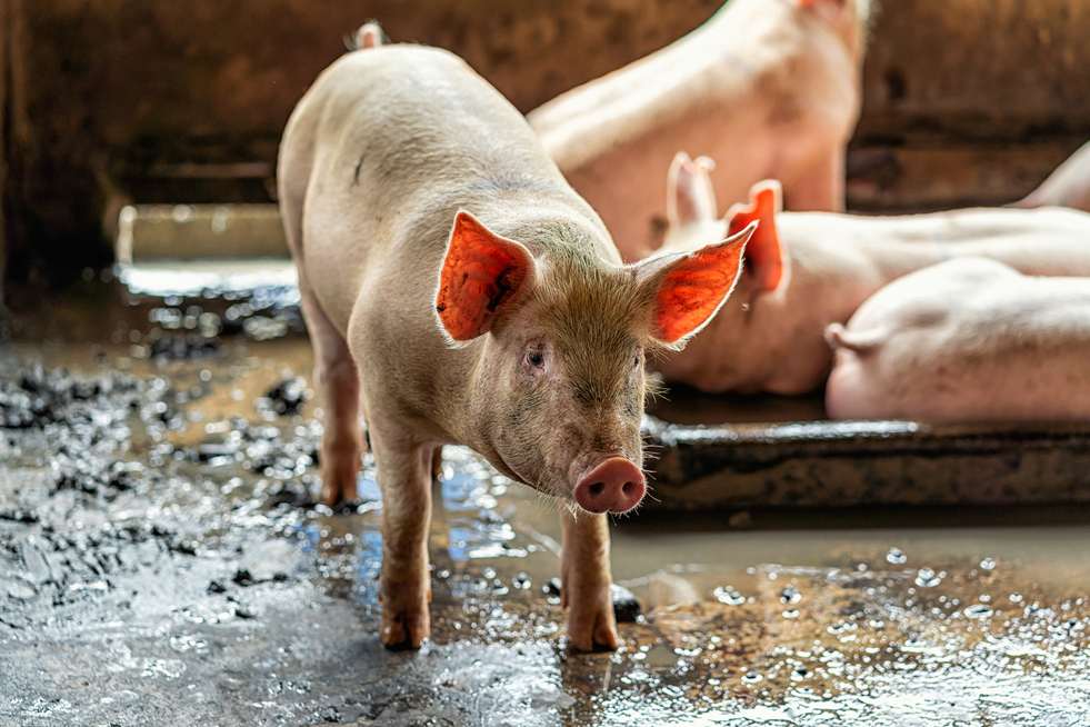 Chile reconhece PR como zona livre de febre aftosa sem vacinação e de peste suína clássica