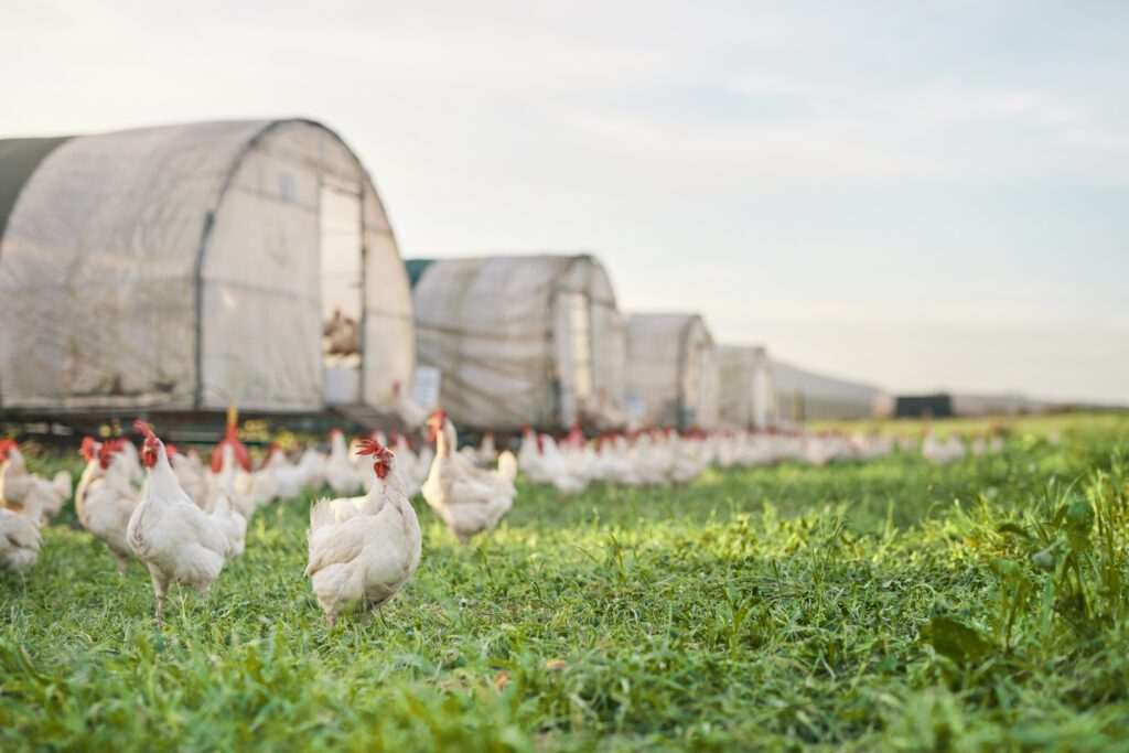 China suspende habilitação de 51 frigoríficos de frango brasileiros após caso de gripe aviária