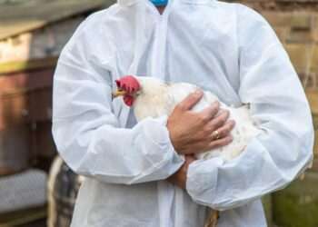 Defesa Agropecuária de SP inspeciona granjas que receberam material avícola do RS