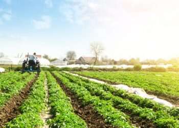 Puxado pela agropecuária, PIB cresce 1,4% no primeiro trimestre de 2025