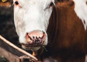 Brasil é reconhecido pela OMSA como país livre de febre aftosa sem vacinação