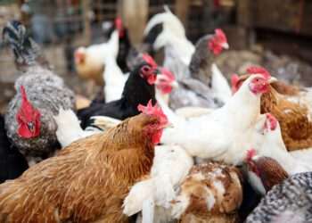 Gripe aviária: OMSA confirma encerramento de caso em granja comercial no Brasil