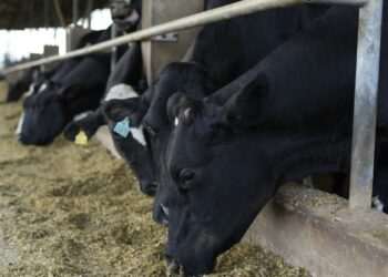 Danone Brasil lança ciclo de crédito facilitado no valor de R$ 100 milhões