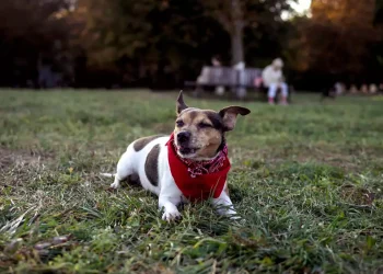 Roda Rico recebe evento da MSD com experiências para pets e lançamento do Bravecto