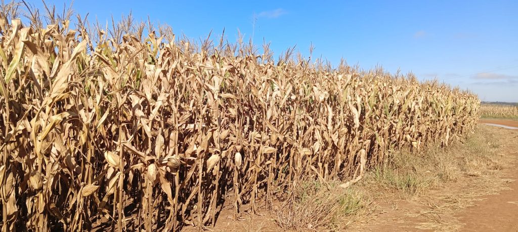 Do campo ao varejo: Kellanova aposta em milho sustentável na produção do Sucrilhos