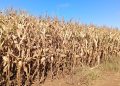 Do campo ao varejo: Kellanova aposta em milho sustentável na produção do Sucrilhos