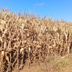 Do campo ao varejo: Kellanova aposta em milho sustentável na produção do Sucrilhos