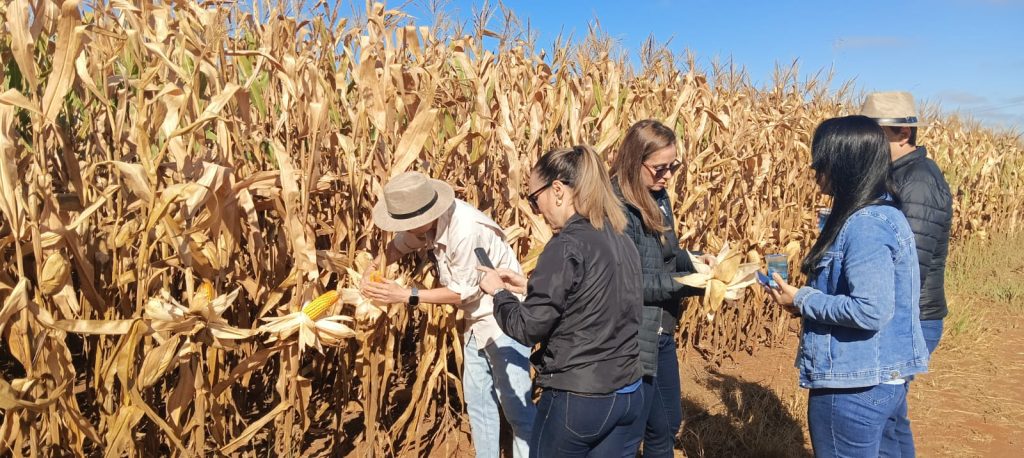 Do campo ao varejo: Kellanova aposta em milho sustentável na produção do Sucrilhos