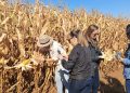 Do campo ao varejo: Kellanova aposta em milho sustentável na produção do Sucrilhos