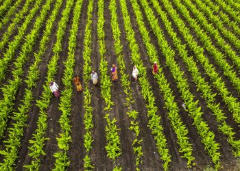 Produzimos mais em menos área se preservarmos o meio ambiente, afirma Lula