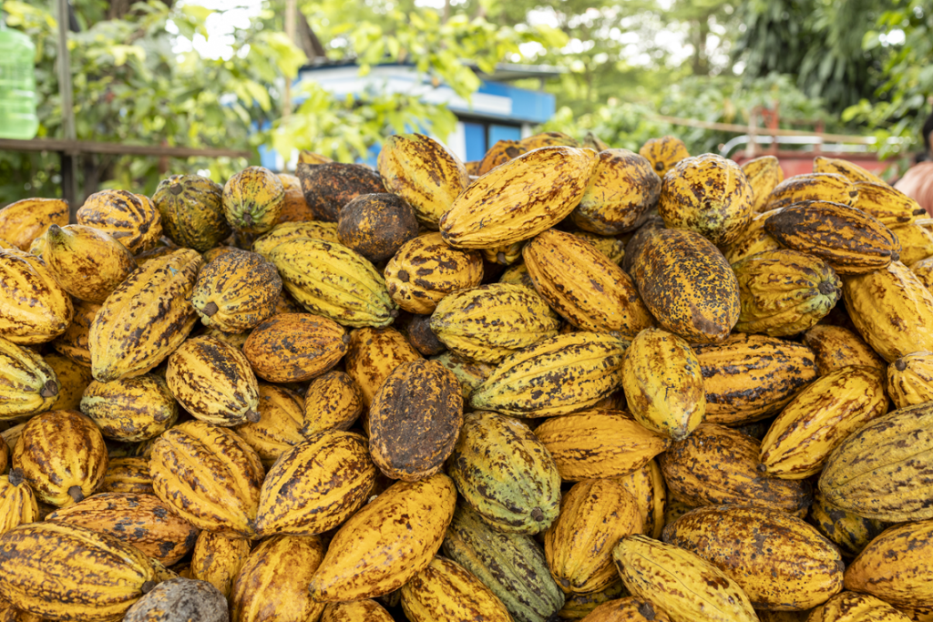 Nestlé vai plantar 11 milhões de árvores em regiões produtoras de cacau e café