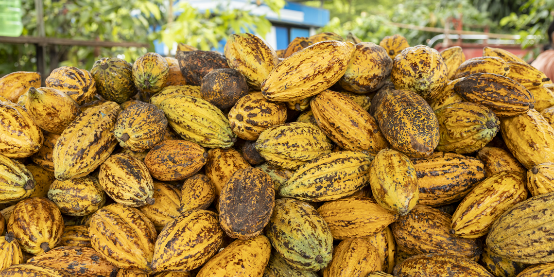 Nestlé vai plantar 11 milhões de árvores em regiões produtoras de cacau e café