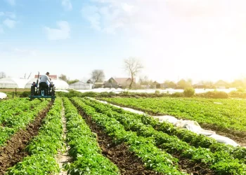 Planalto confirma Plano Safra 2025/26 de R$ 516,2 bi para agricultura empresarial